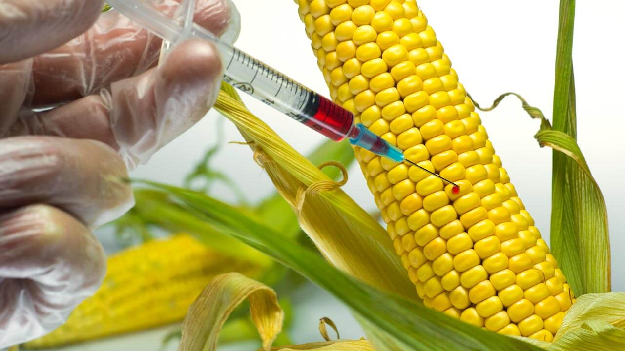 Decoding Bioengineered Food Implications For Food Safety And decoding-bioengineered-food-implications-for-food-safety-and